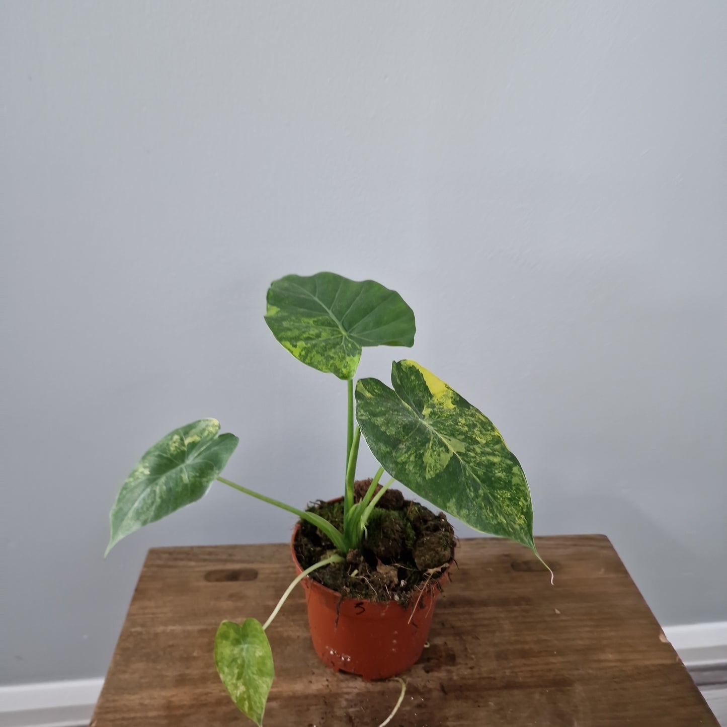 Alocasia Gageana Aurea Variegated Houseplant 10.5cm Pot (5)