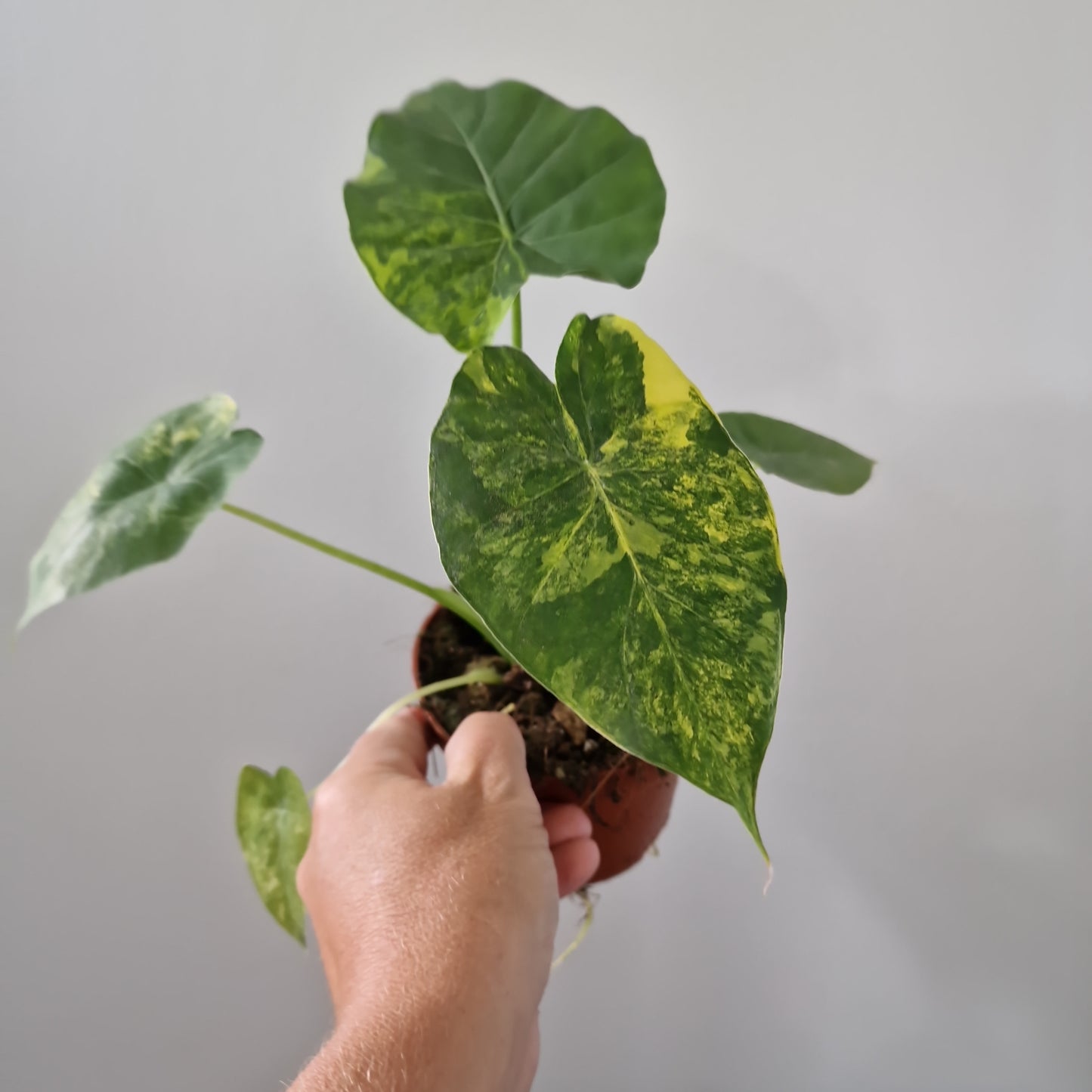 Alocasia Gageana Aurea Variegated Houseplant 10.5cm Pot (5)