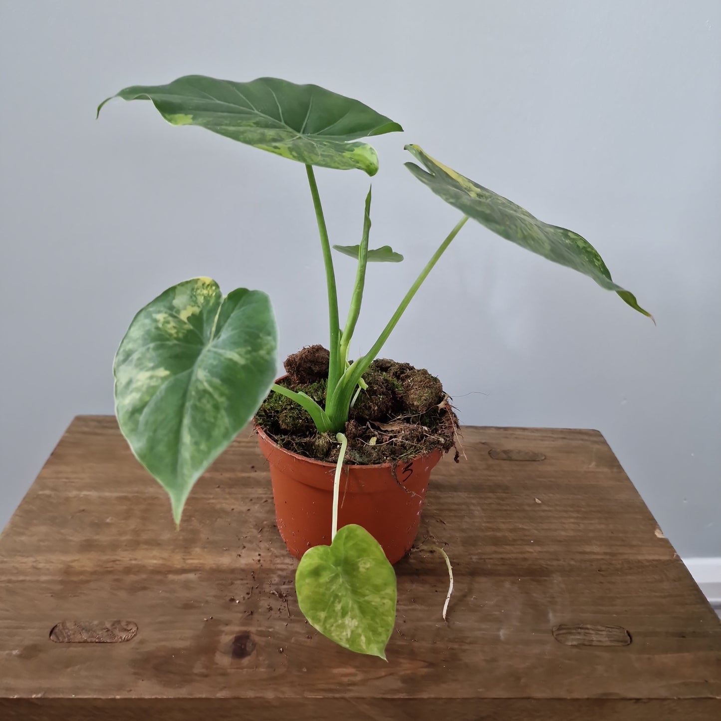 Alocasia Gageana Aurea Variegated Houseplant 10.5cm Pot (5)