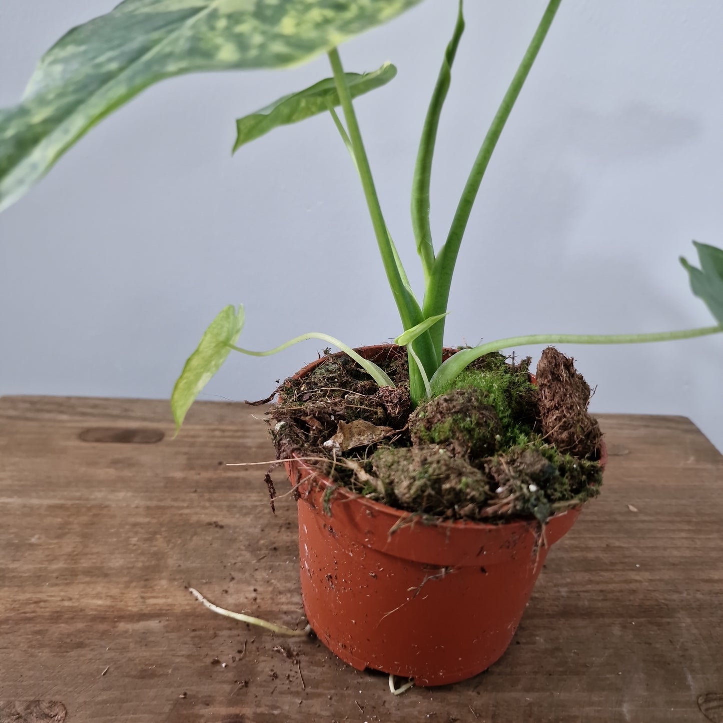 Alocasia Gageana Aurea Variegated Houseplant 10.5cm Pot (5)