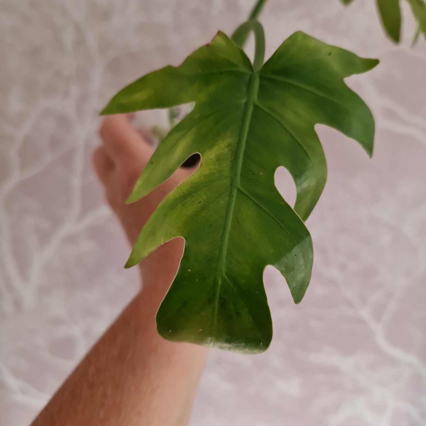 Radiatum Thaumatophyllum Variegated Rare Rooting Houseplant 6cm pot