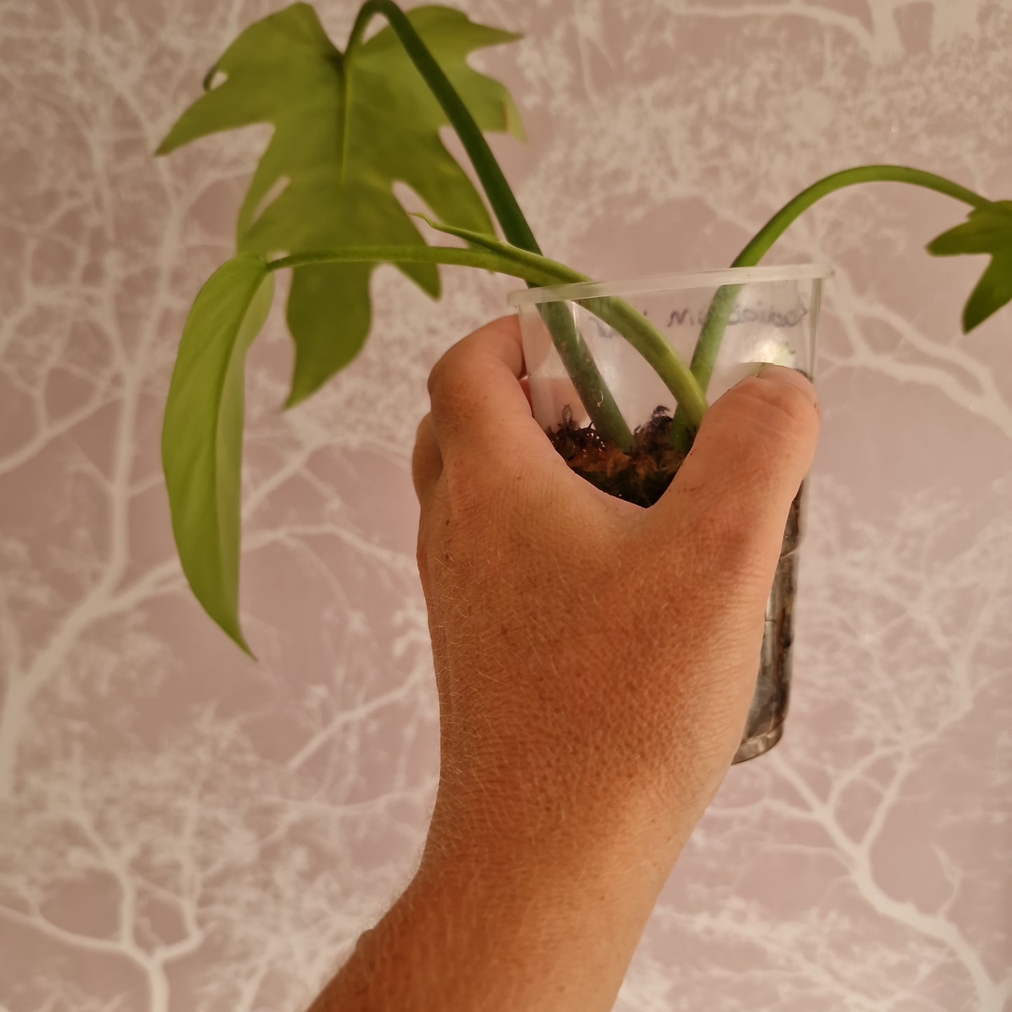 Radiatum Thaumatophyllum Variegated Rare Rooting Houseplant 6cm pot