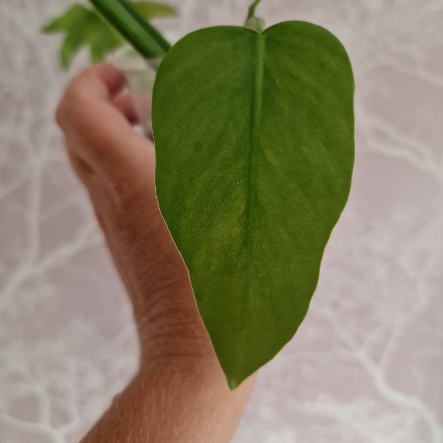 Radiatum Thaumatophyllum Variegated Rare Rooting Houseplant 6cm pot