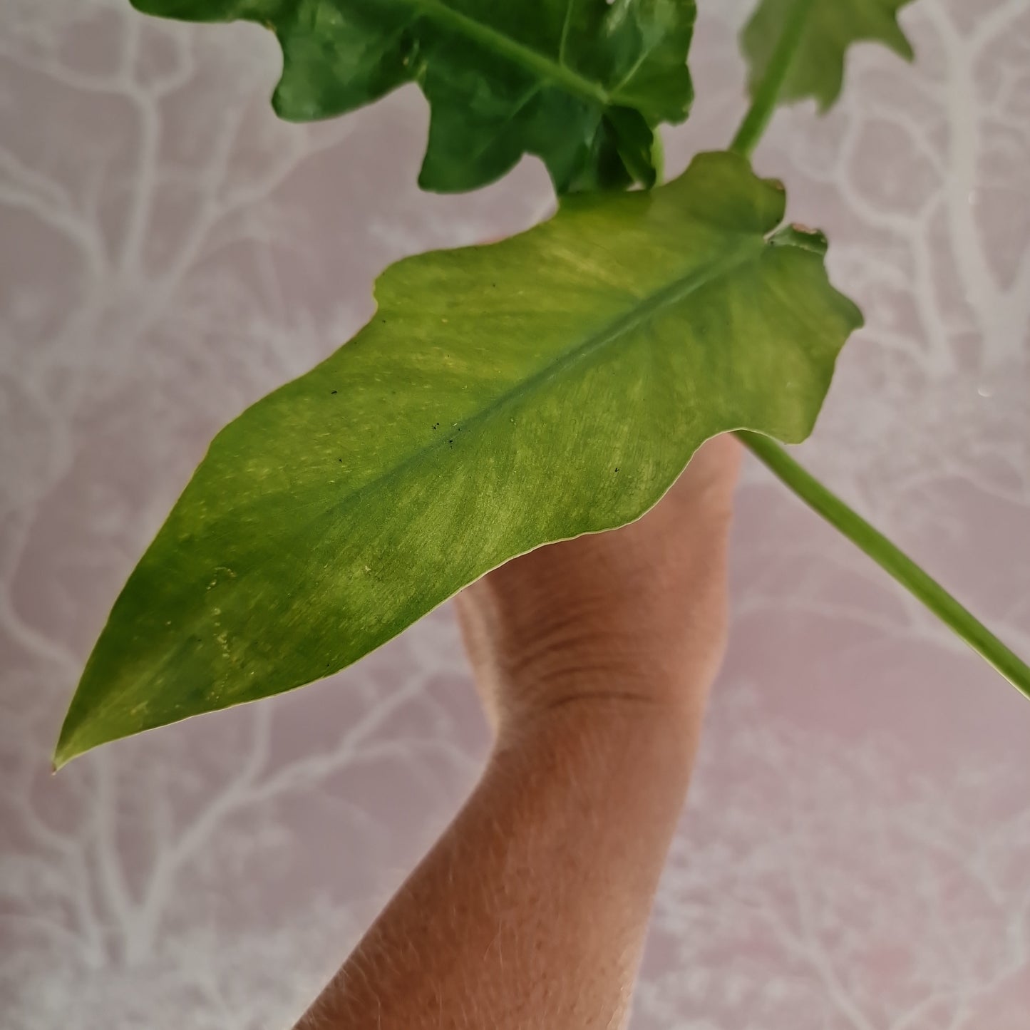 Philodendron Bob Cee Variegated Rare Houseplant 6cm pot