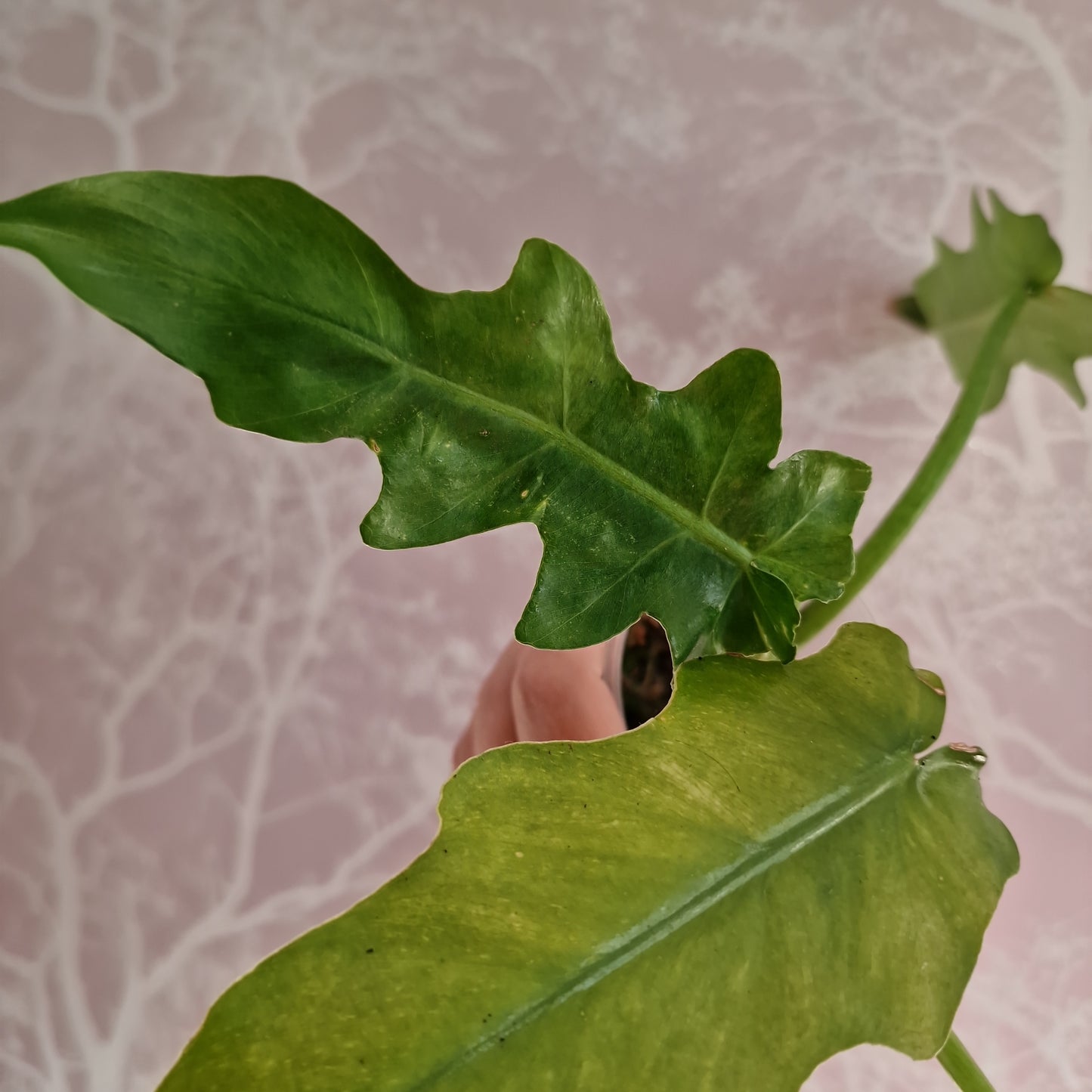 Philodendron Bob Cee Variegated Rare Houseplant 6cm pot