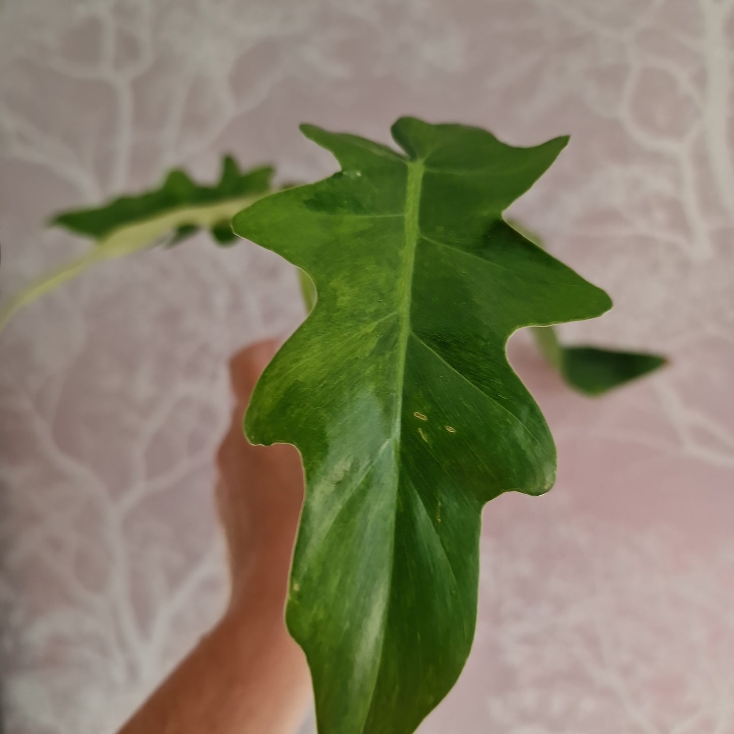 Philodendron Bob Cee Variegated Rare Houseplant 6cm pot