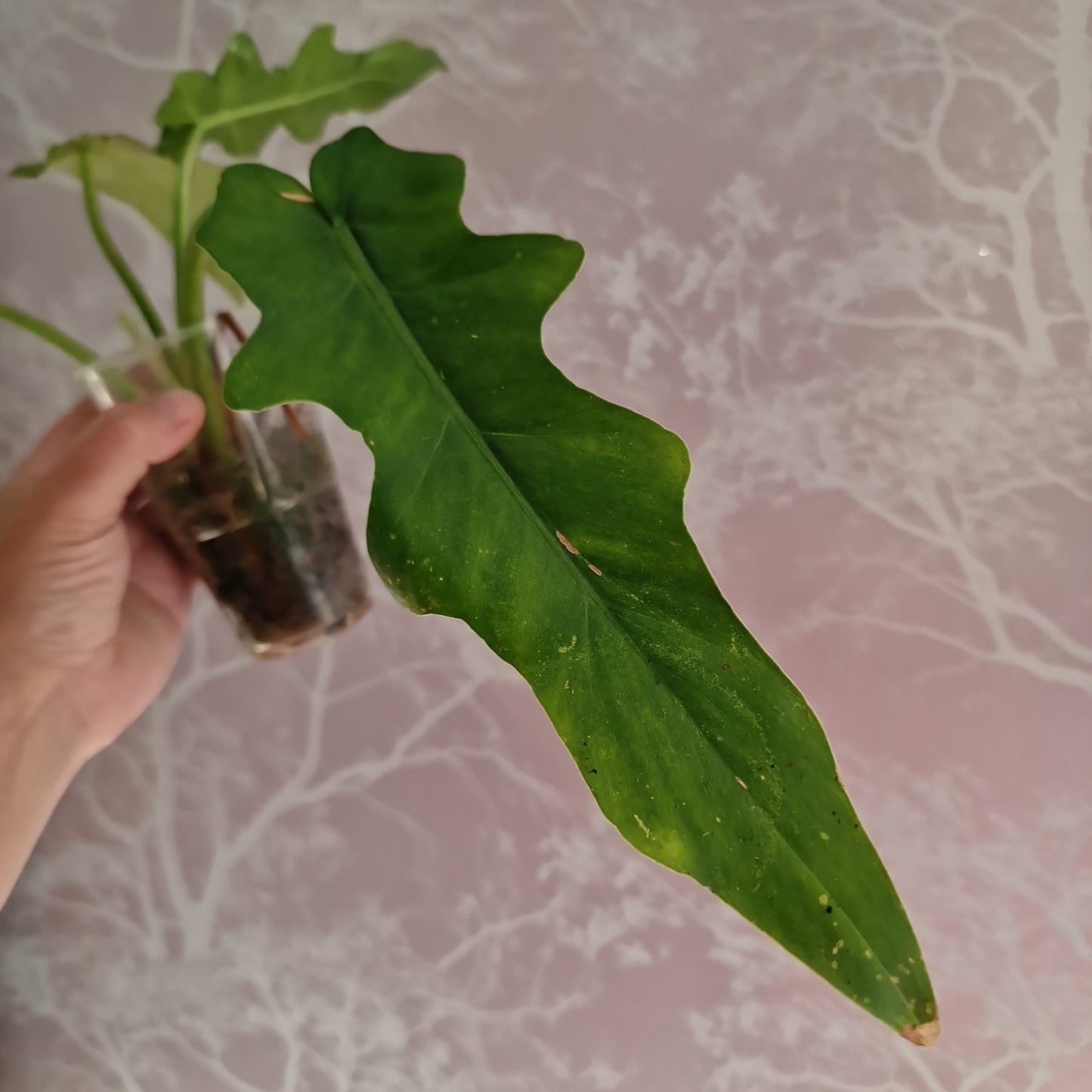 Philodendron Bob Cee Variegated Rare Houseplant 6cm pot