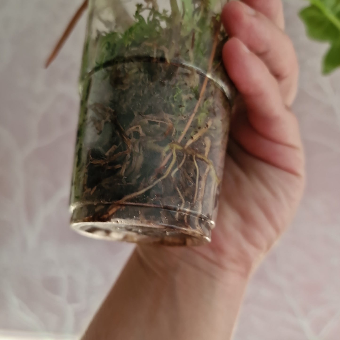 Philodendron Bob Cee Variegated Rare Houseplant 6cm pot