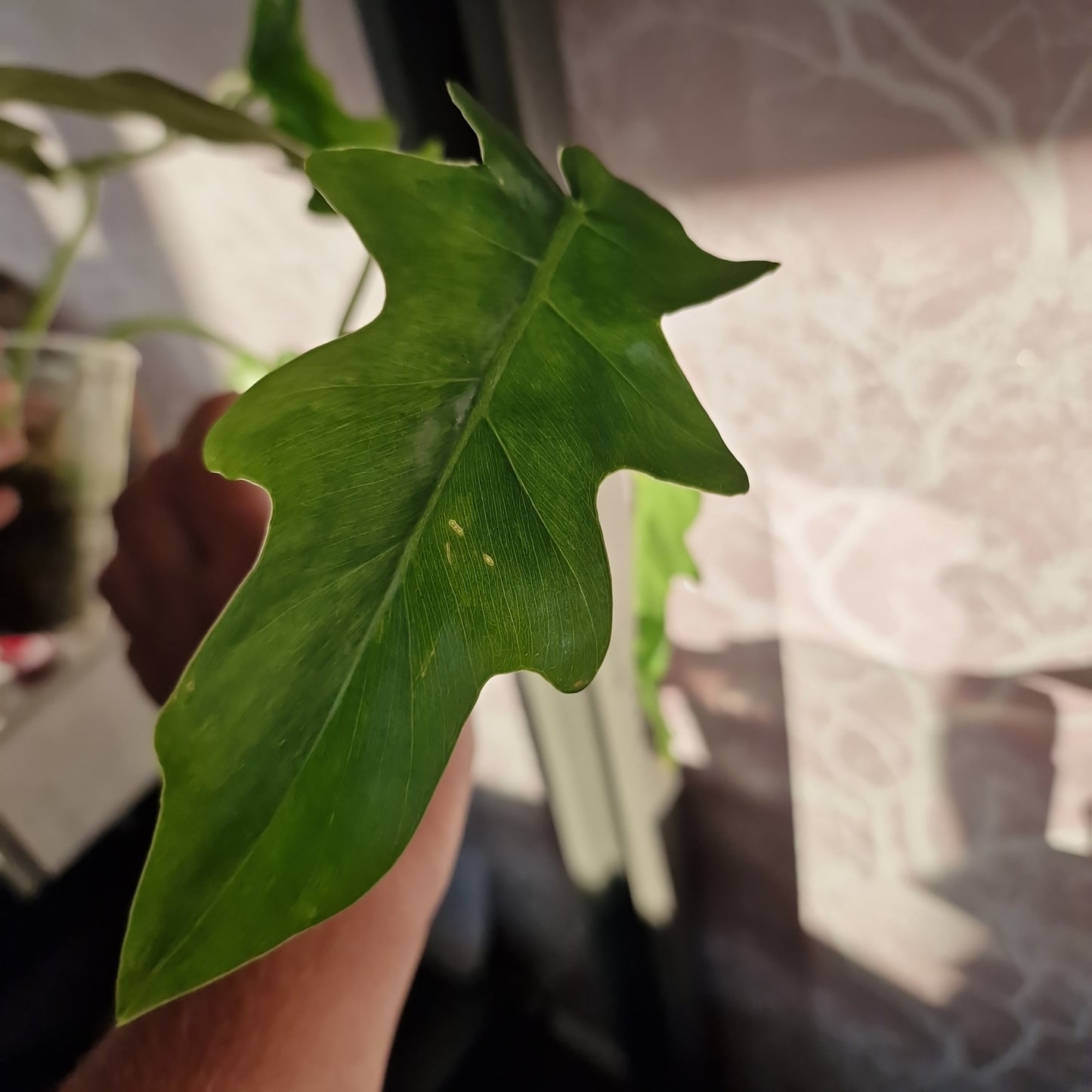 Philodendron Bob Cee Variegated Rare Houseplant 6cm pot