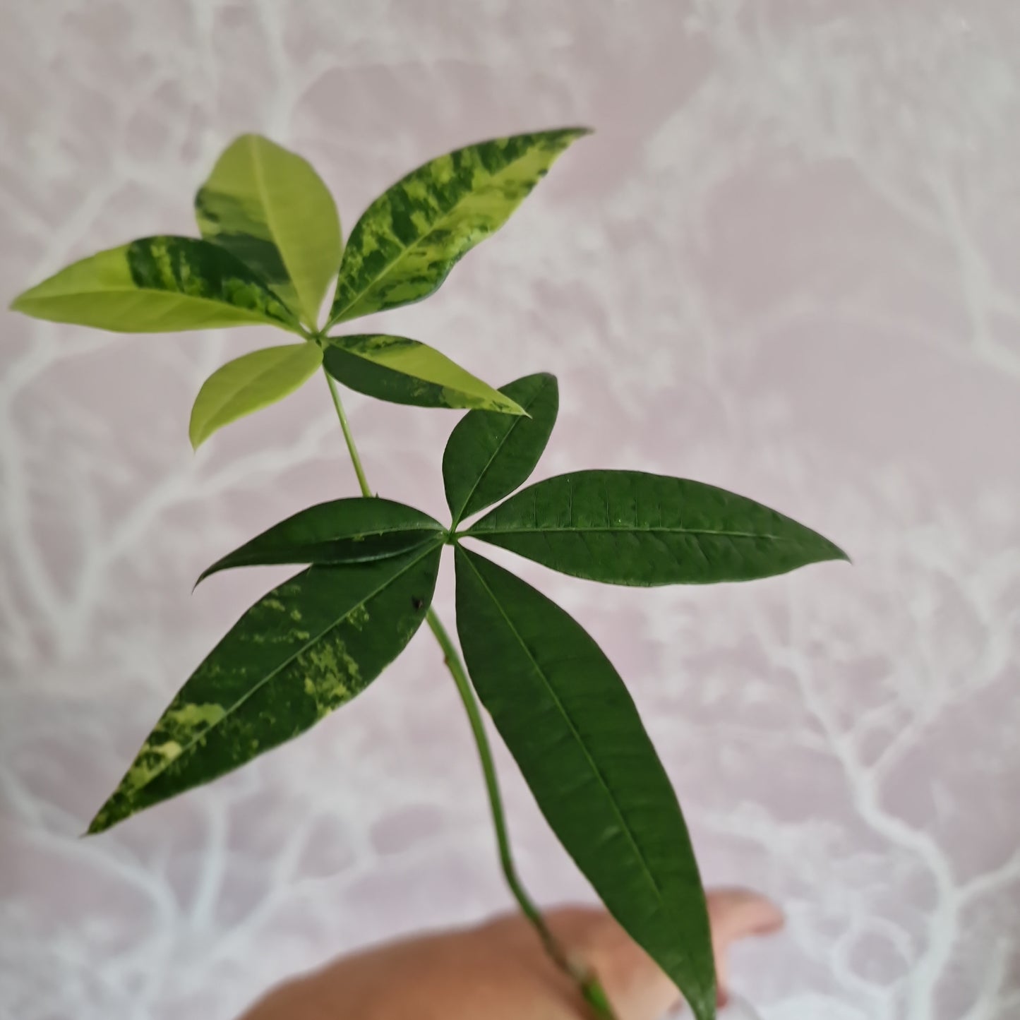 Variegated Money Tree / Pachira Rooting Houseplant 12cm Pot