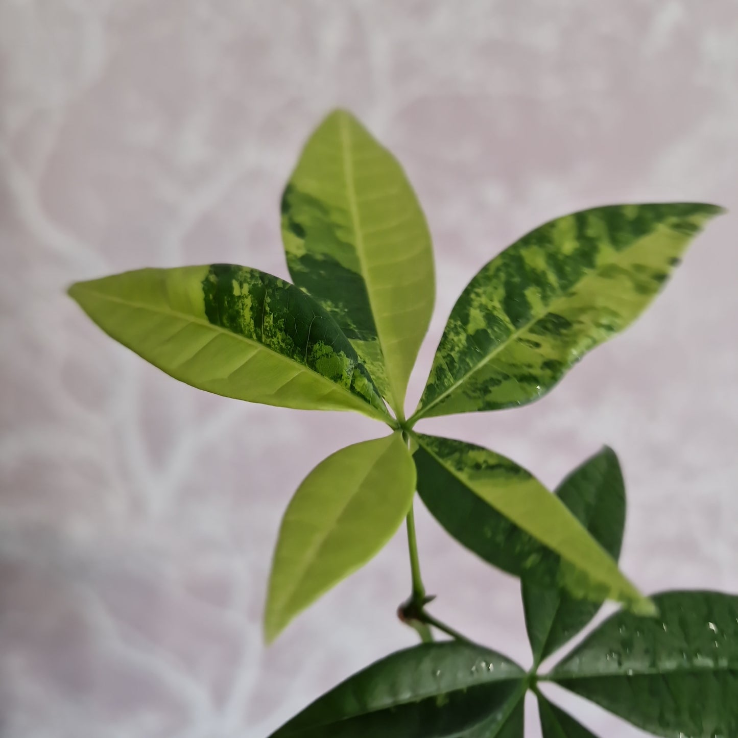 Variegated Money Tree / Pachira Rooting Houseplant 12cm Pot