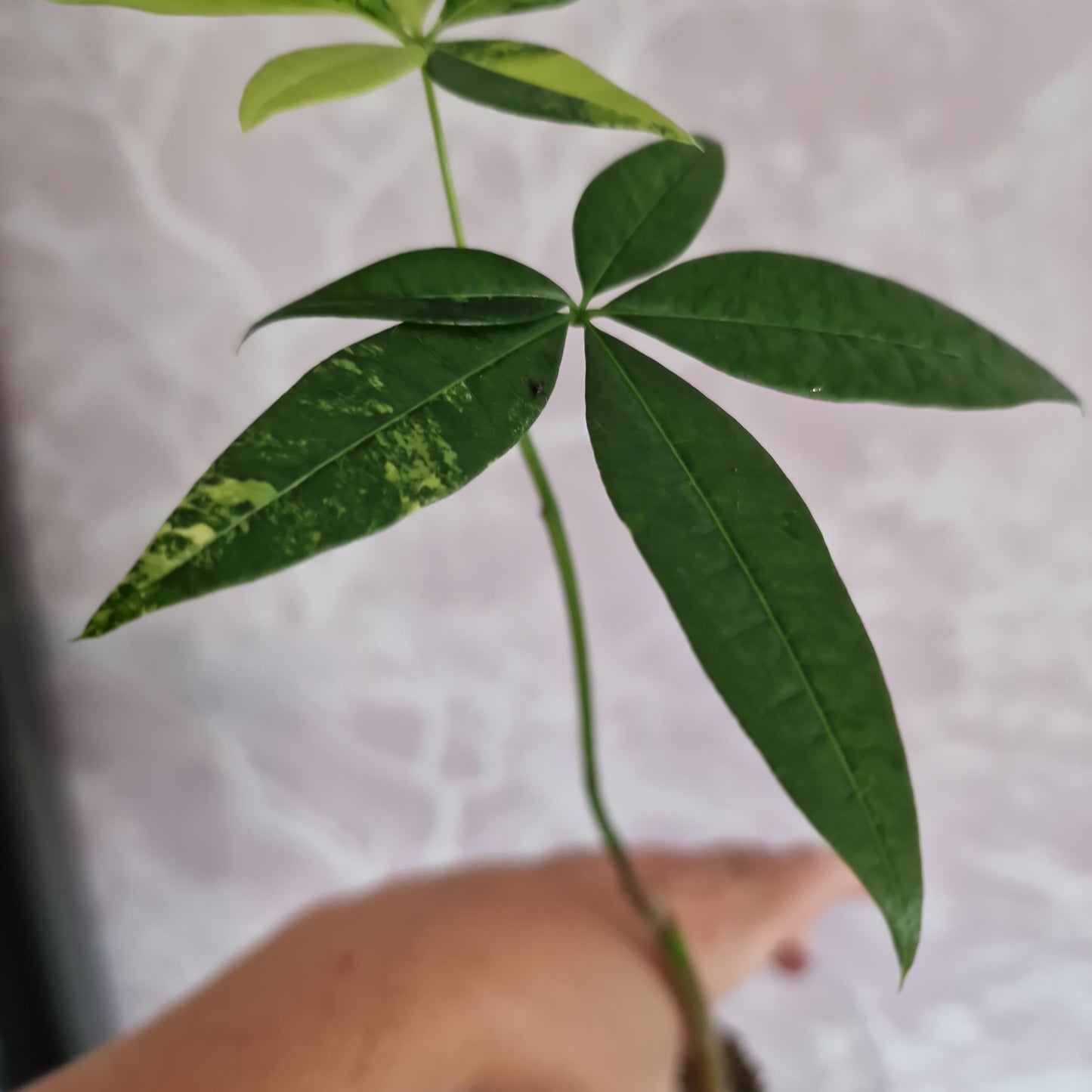 Variegated Money Tree / Pachira Rooting Houseplant 12cm Pot