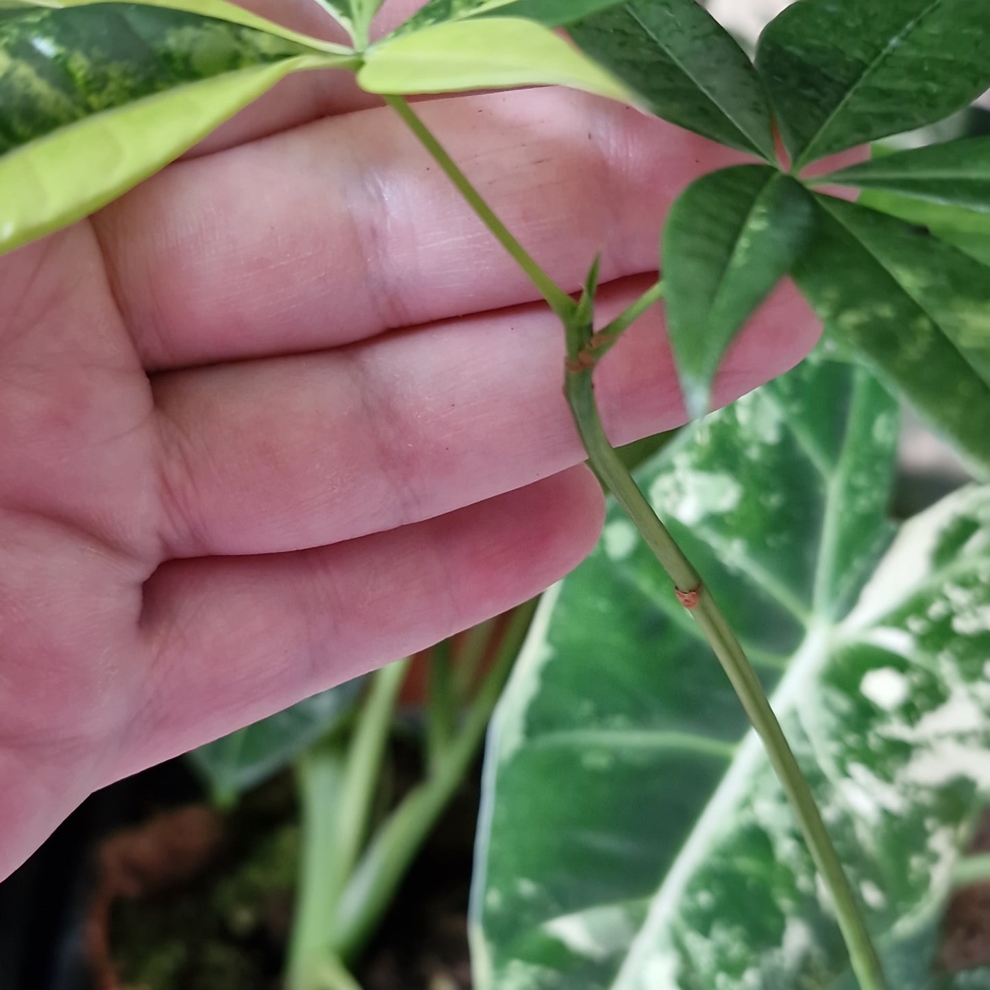 Variegated Money Tree / Pachira Rooting Houseplant 12cm Pot