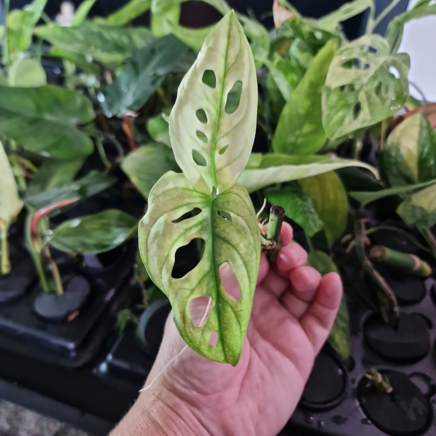 Adansonii Variegated Rooting Cutting