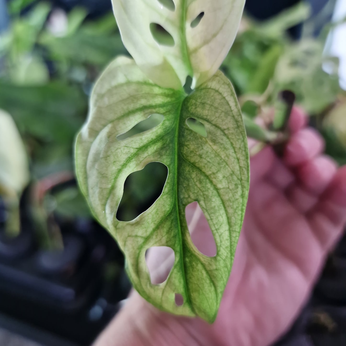 Adansonii Variegated Rooting Cutting