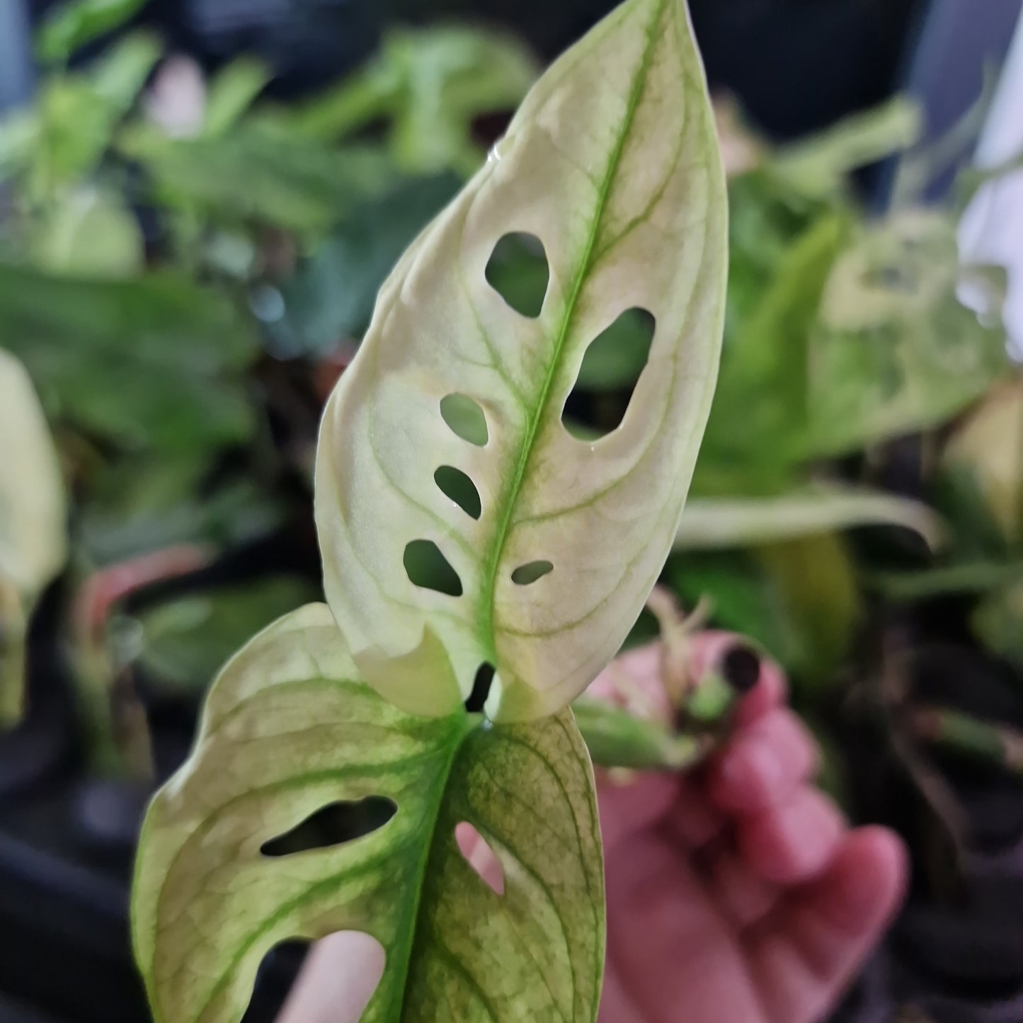 Adansonii Variegated Rooting Cutting