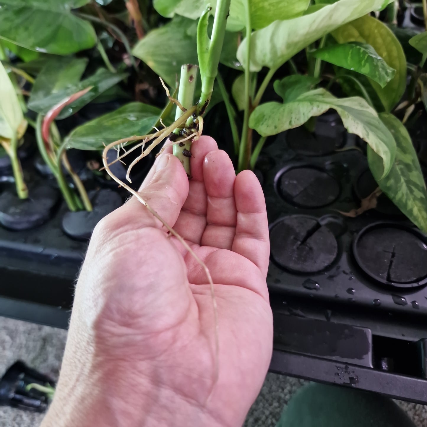 Adansonii Variegated Rooting Cutting