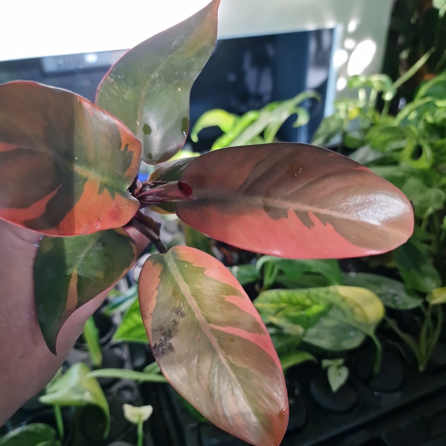Philodendron Black Cardinal Variegated Rare Rooting Cutting