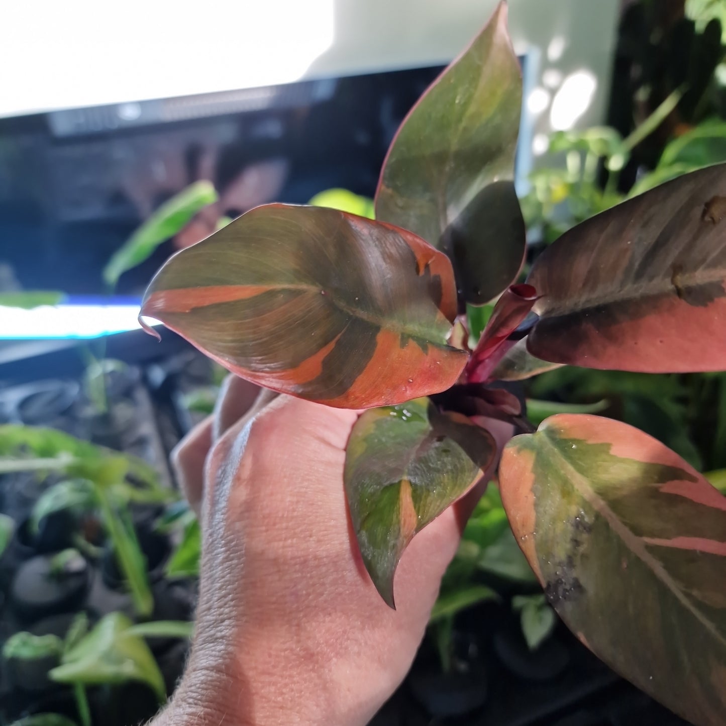 Philodendron Black Cardinal Variegated Rare Rooting Cutting