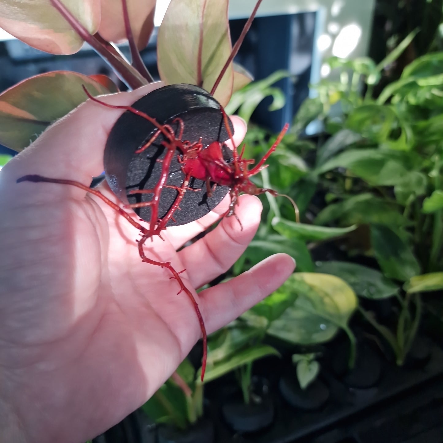Philodendron Black Cardinal Variegated Rare Rooting Cutting