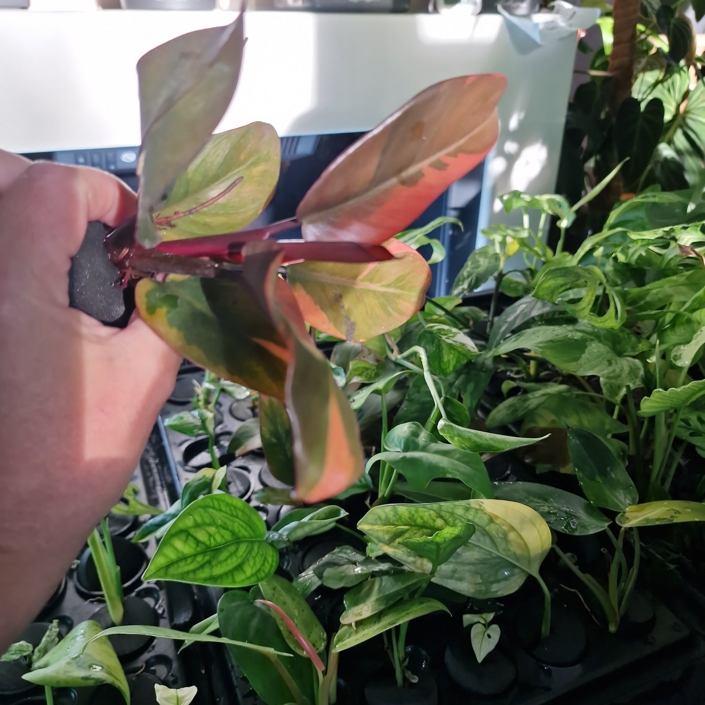 Philodendron Black Cardinal Variegated Rare Rooting Cutting