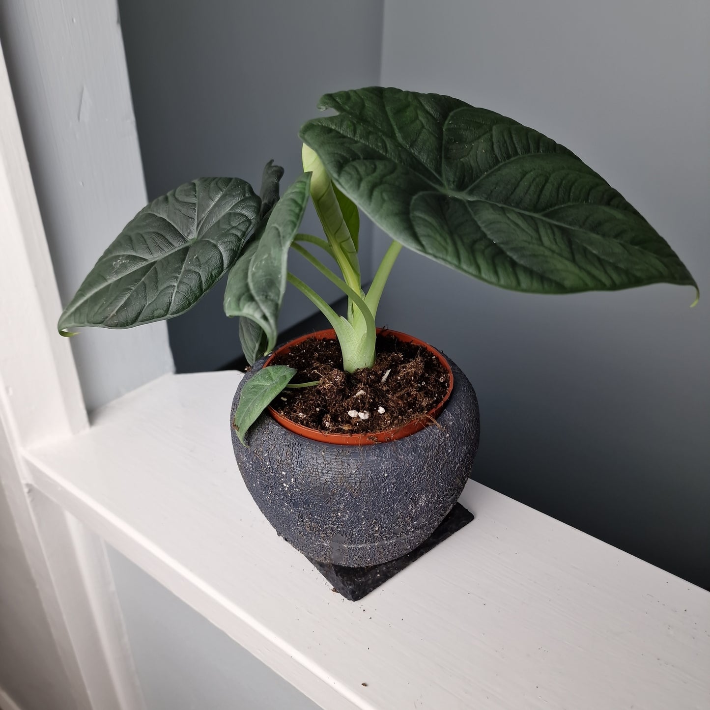 Alocasia Dragon Moon Rare Houseplant 10.5cm Pot