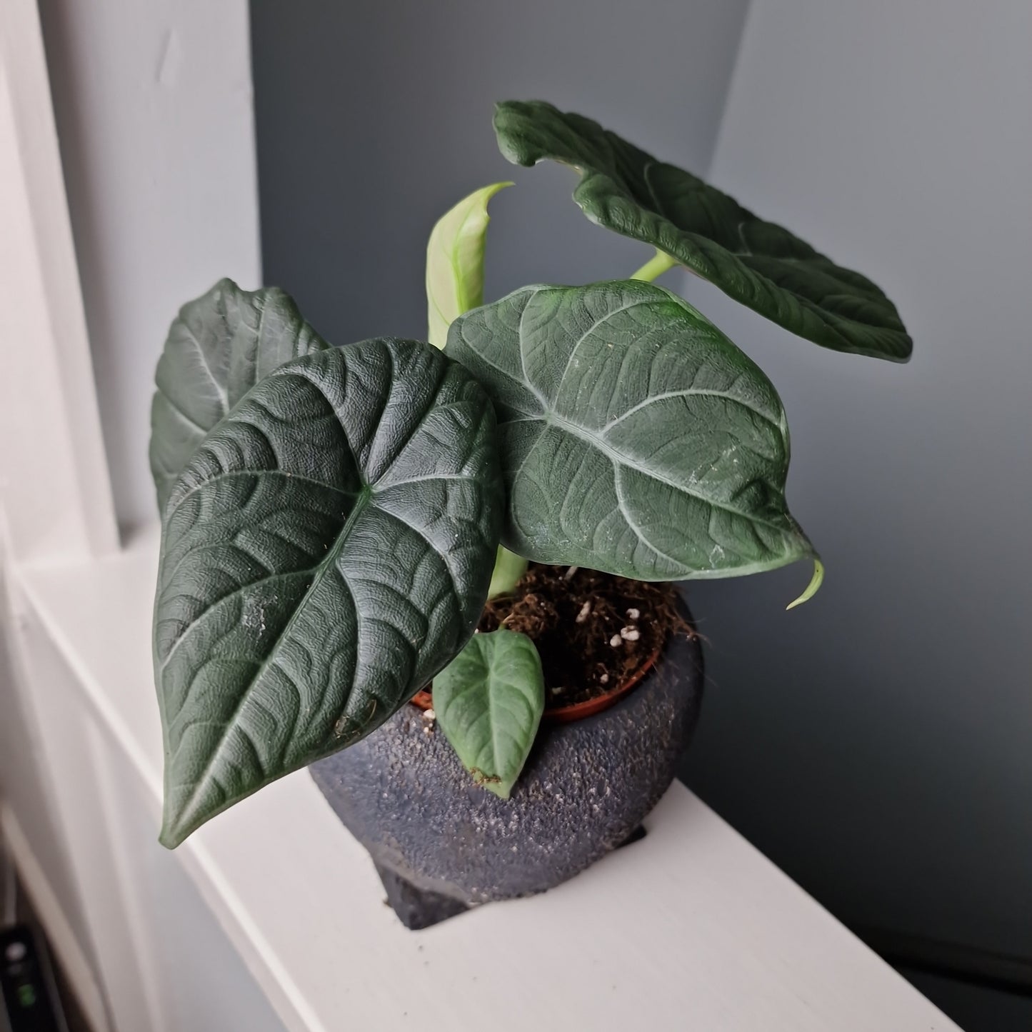 Alocasia Dragon Moon Rare Houseplant 10.5cm Pot