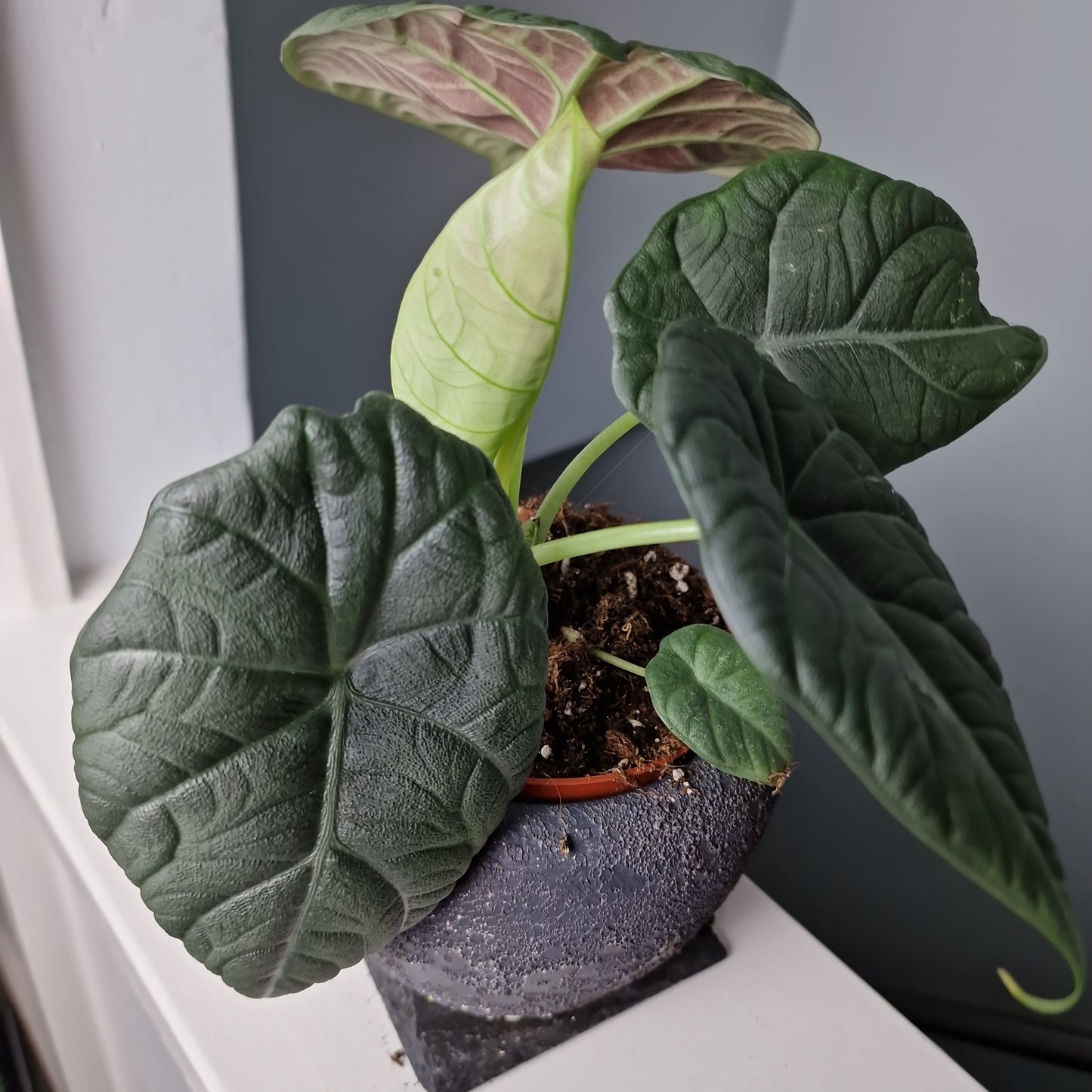 Alocasia Dragon Moon Rare Houseplant 10.5cm Pot