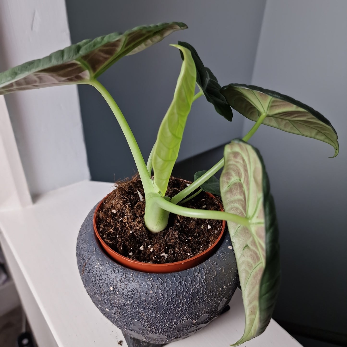 Alocasia Dragon Moon Rare Houseplant 10.5cm Pot