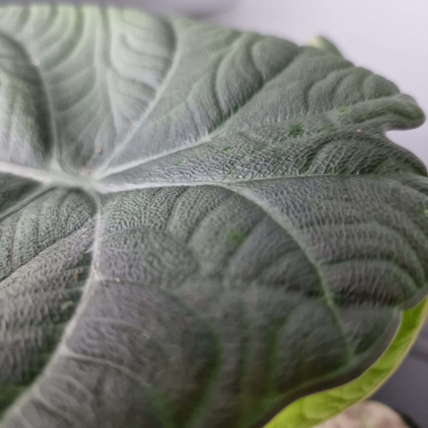 Alocasia Dragon Moon Rare Houseplant 10.5cm Pot
