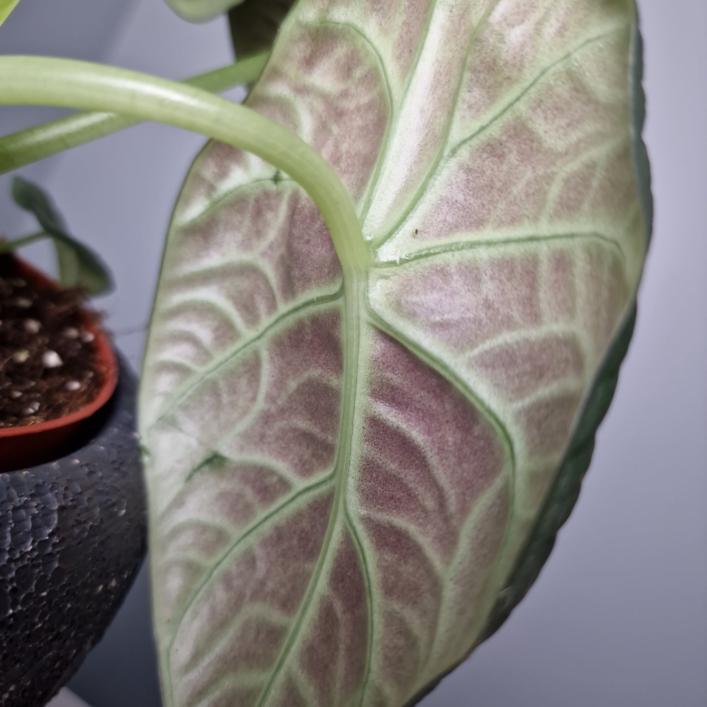 Alocasia Dragon Moon Rare Houseplant 10.5cm Pot