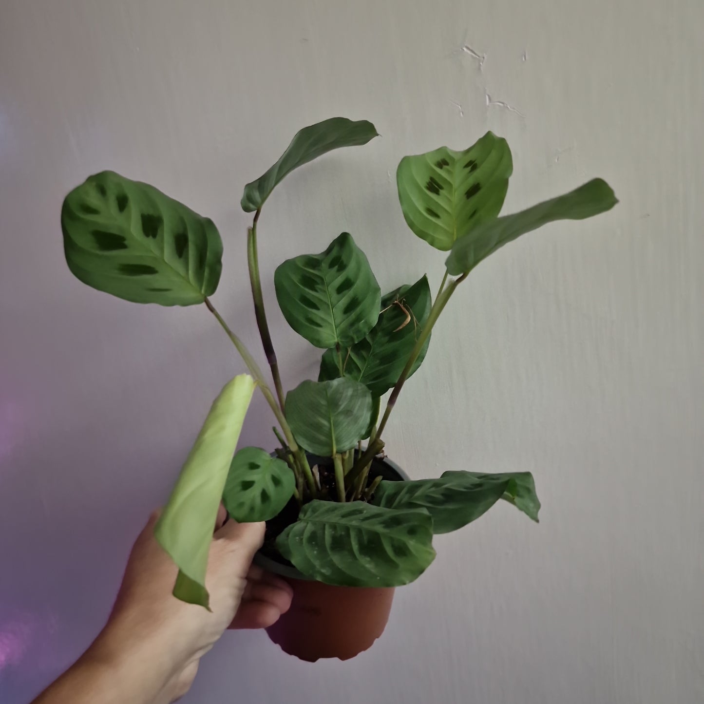 Maranta Leuconeura Kerchoveana (a)
£9