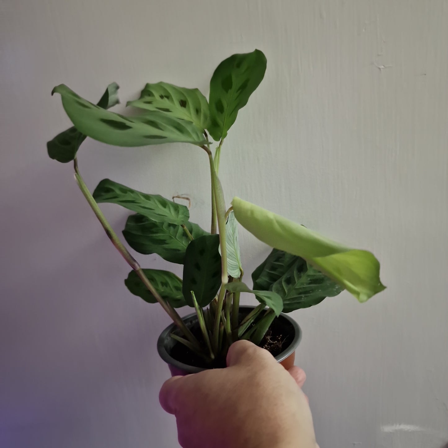 Maranta Leuconeura Kerchoveana (a)
£9