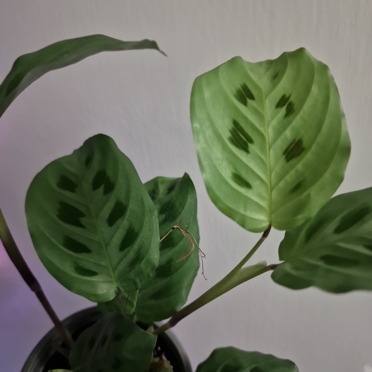 Maranta Leuconeura Kerchoveana (a)
£9