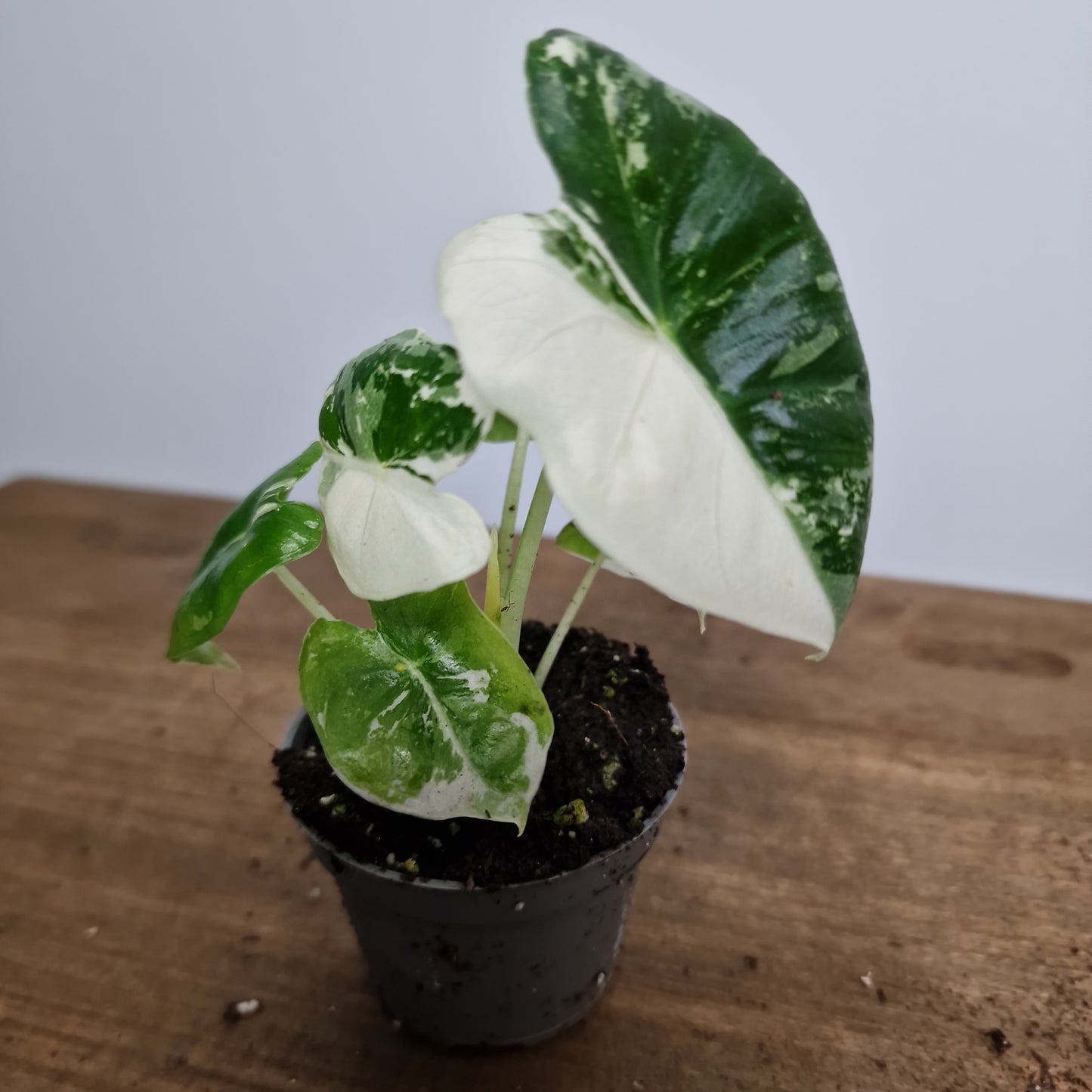 Alocasia Variegated Frydek Houseplant 6cm Pot (4)