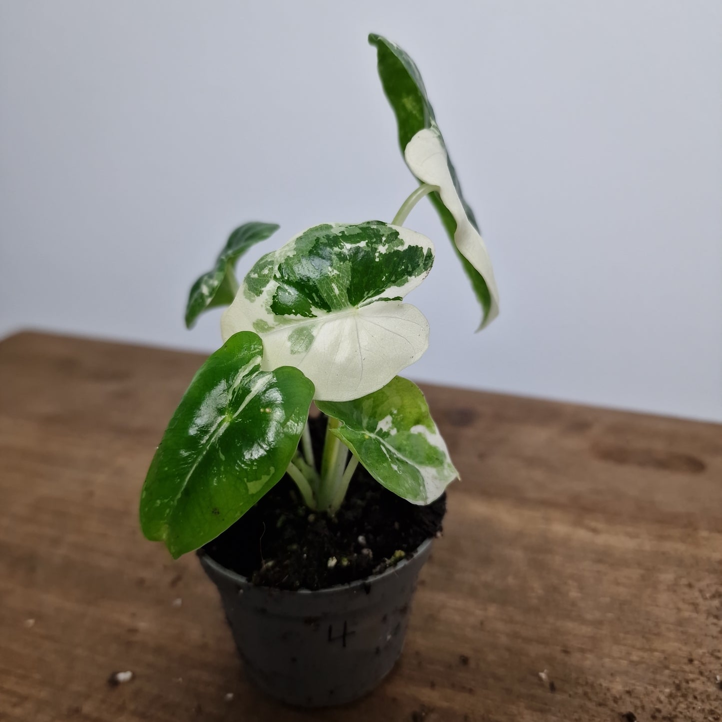 Alocasia Variegated Frydek Houseplant 6cm Pot (4)