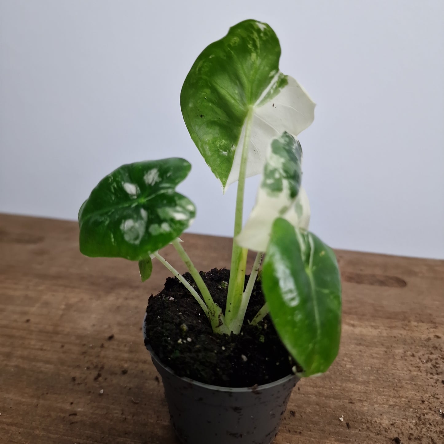 Alocasia Variegated Frydek Houseplant 6cm Pot (4)