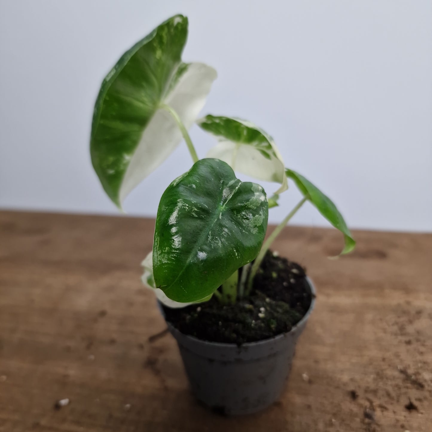 Alocasia Variegated Frydek Houseplant 6cm Pot (4)