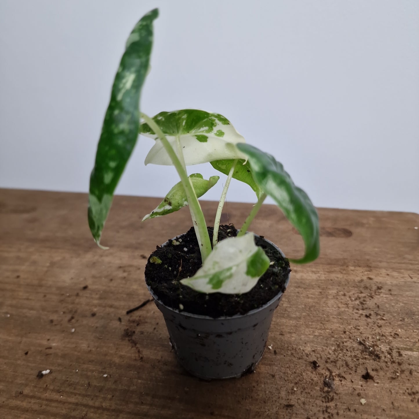 Alocasia Variegated Frydek Houseplant 6cm Pot (4)