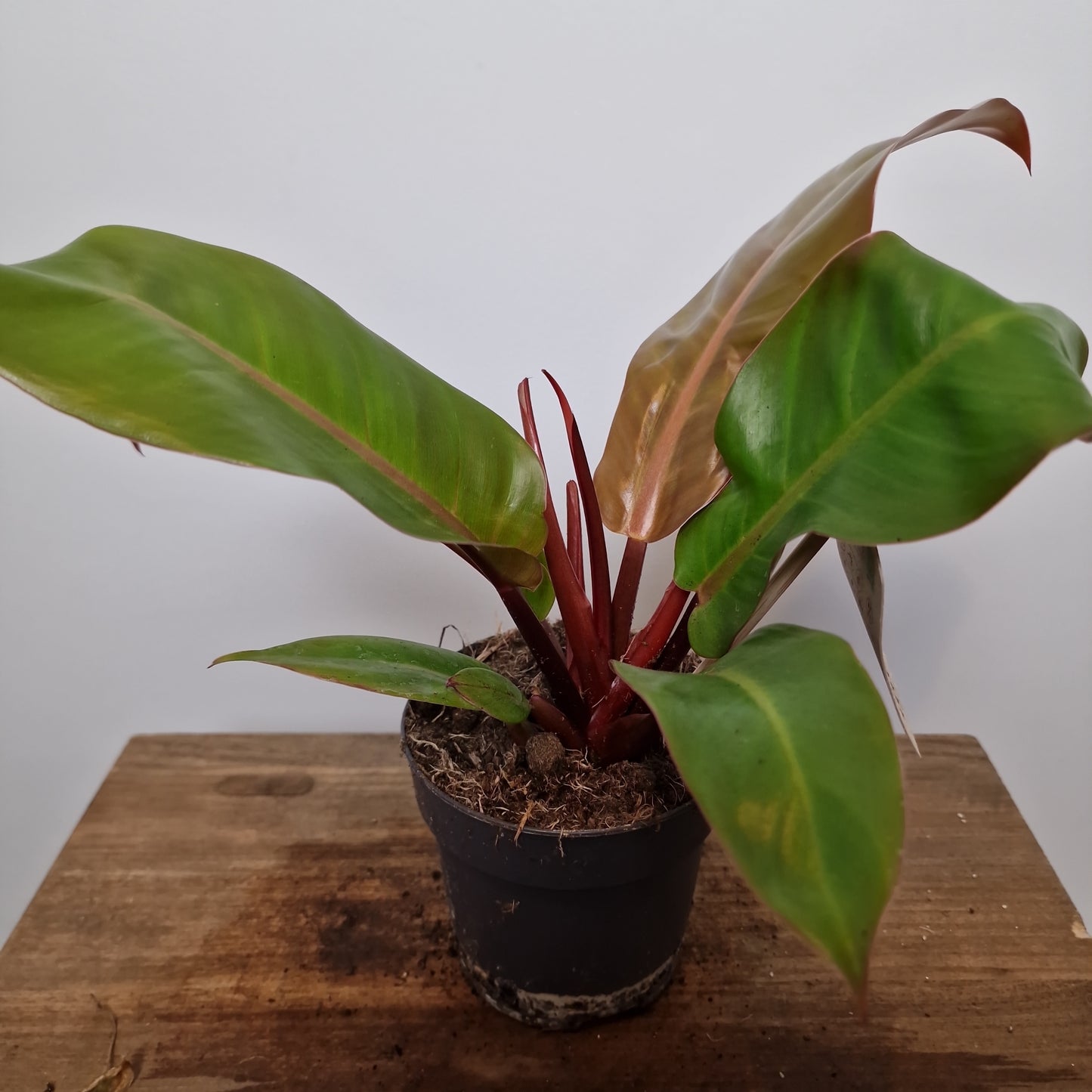 Philodendron Prince of Orange