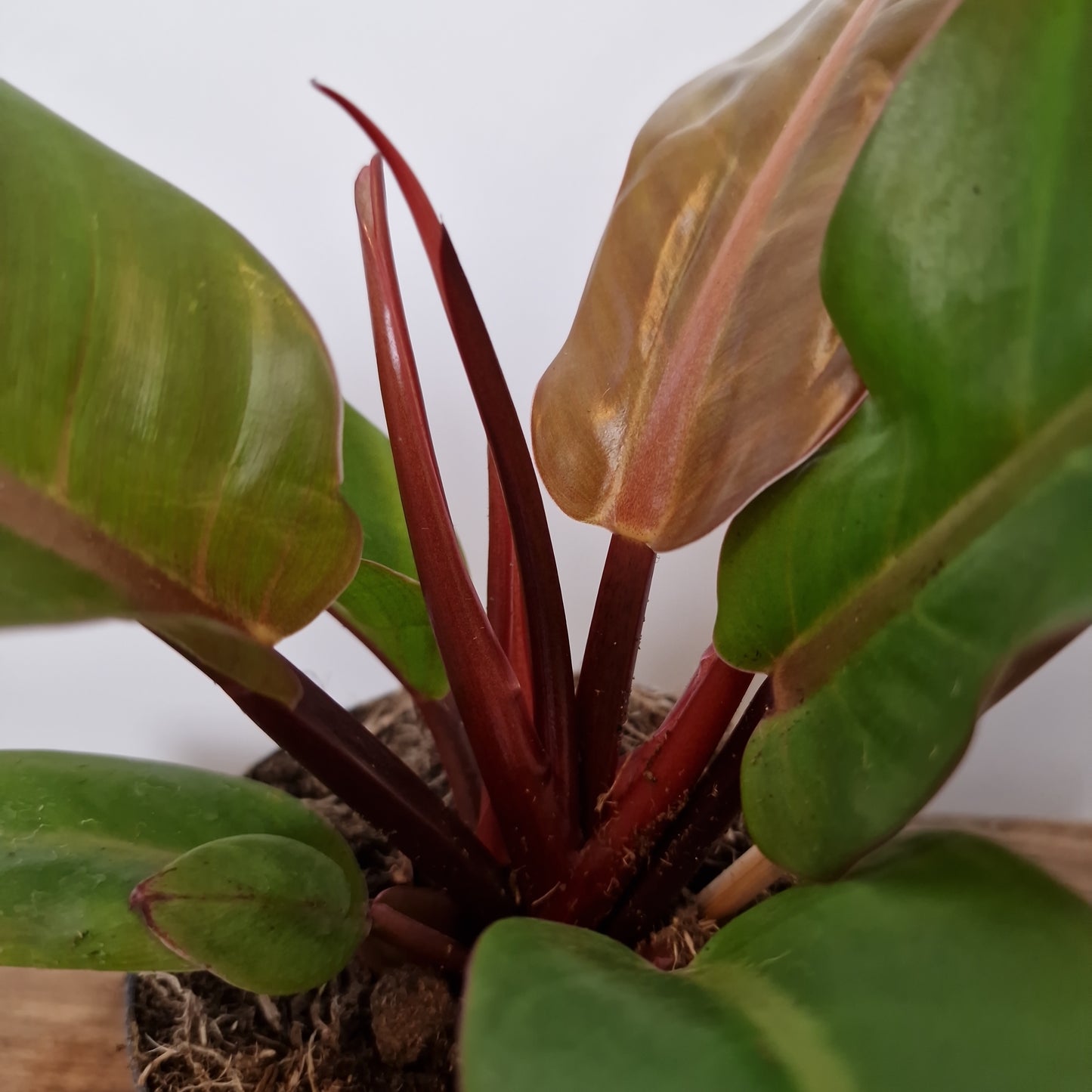 Philodendron Prince of Orange