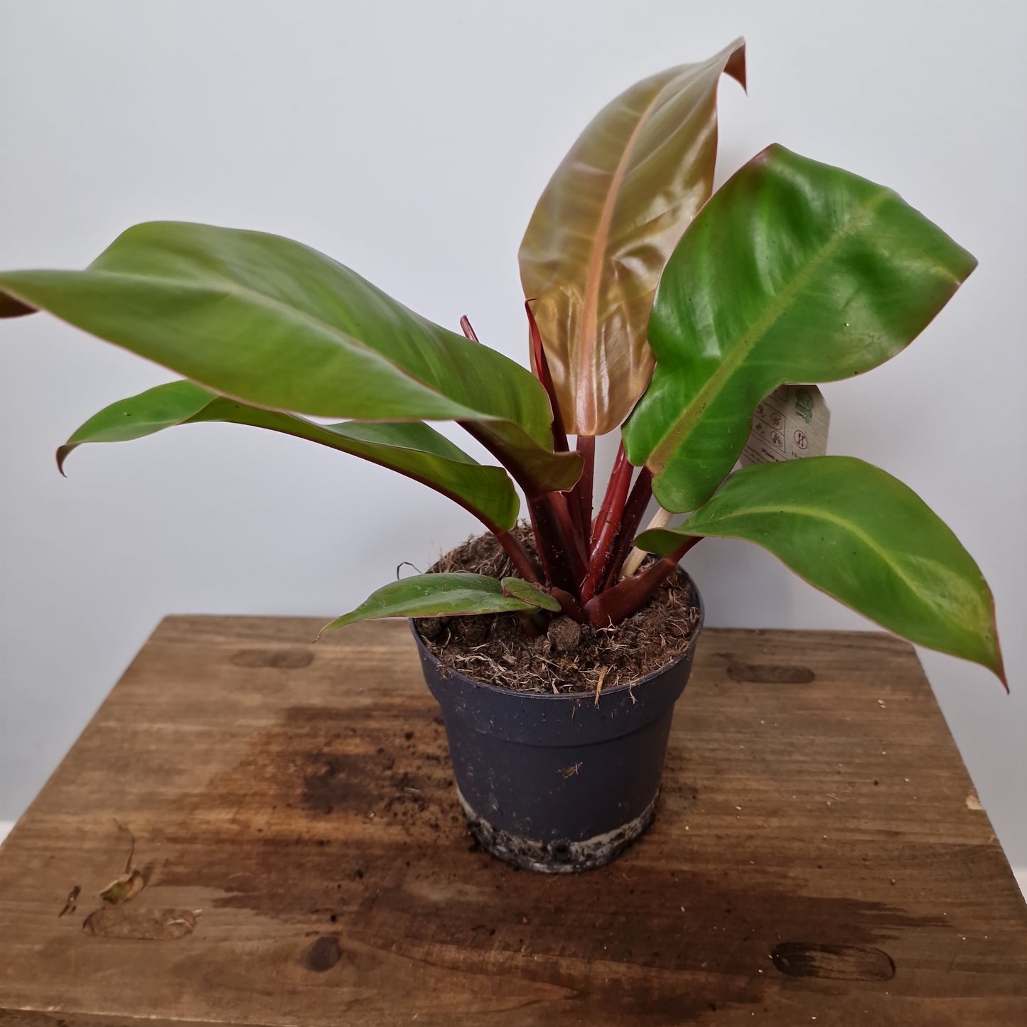 Philodendron Prince of Orange