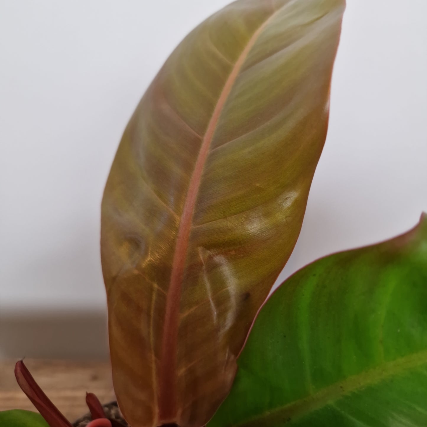 Philodendron Prince of Orange