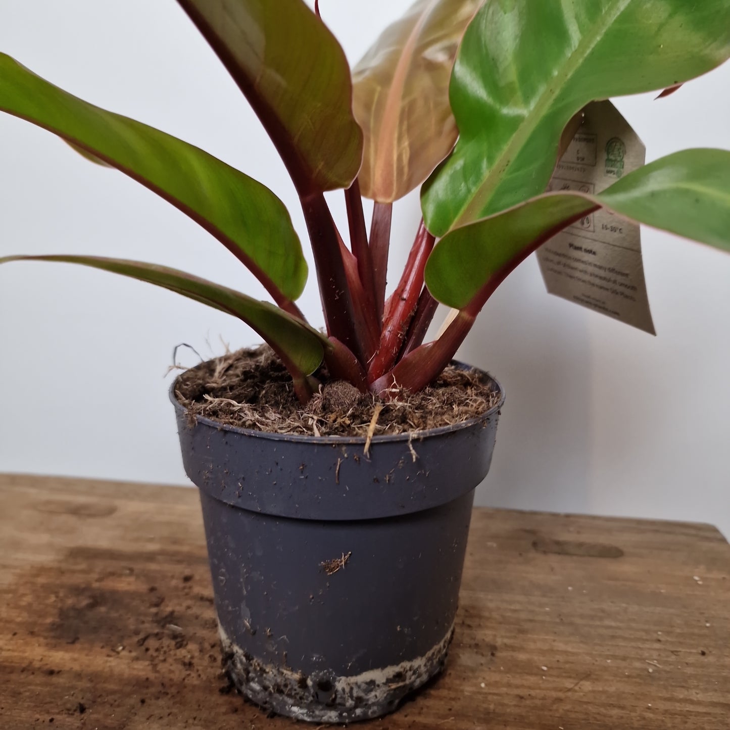 Philodendron Prince of Orange