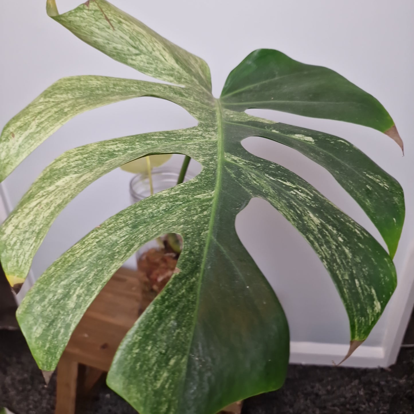 Monstera Mint Rooting Plant