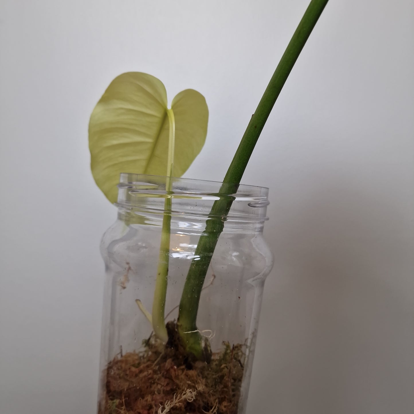 Monstera Mint Rooting Plant