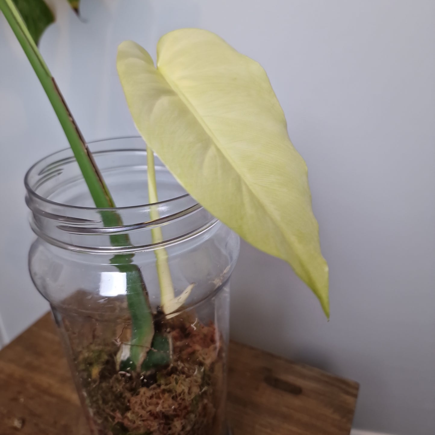 Monstera Mint Rooting Plant