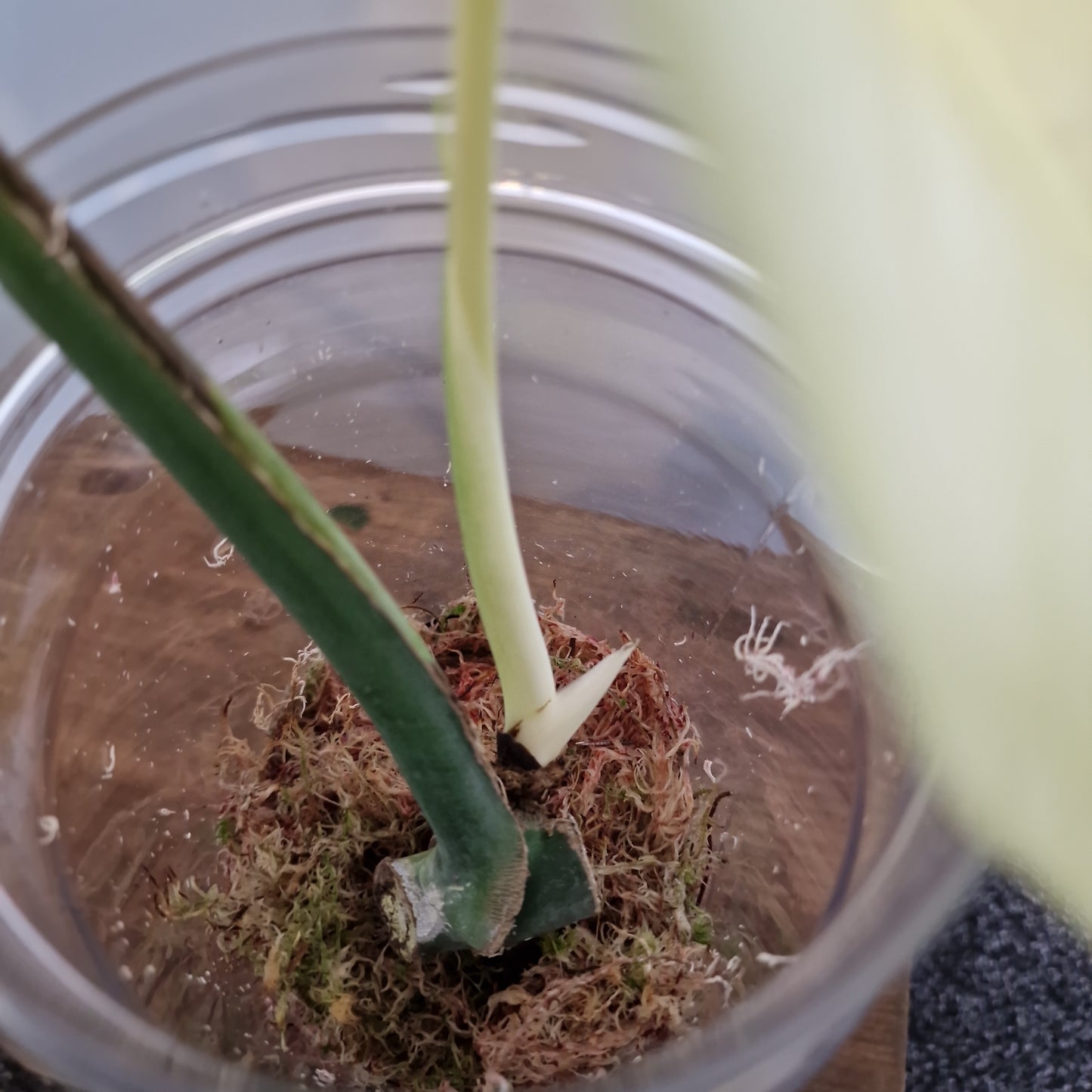 Monstera Mint Rooting Plant