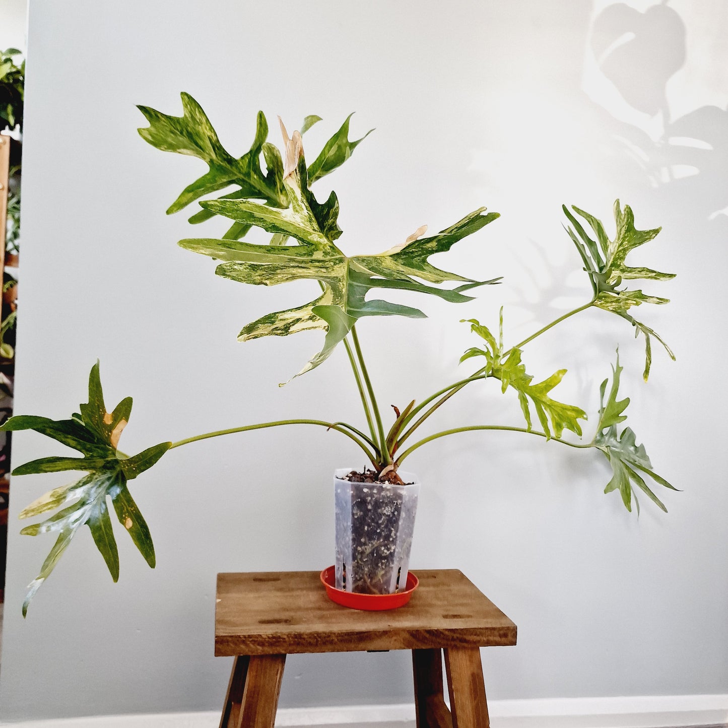 Thaumatophyllum Adamantinum Variegated Houseplant 12cm pot