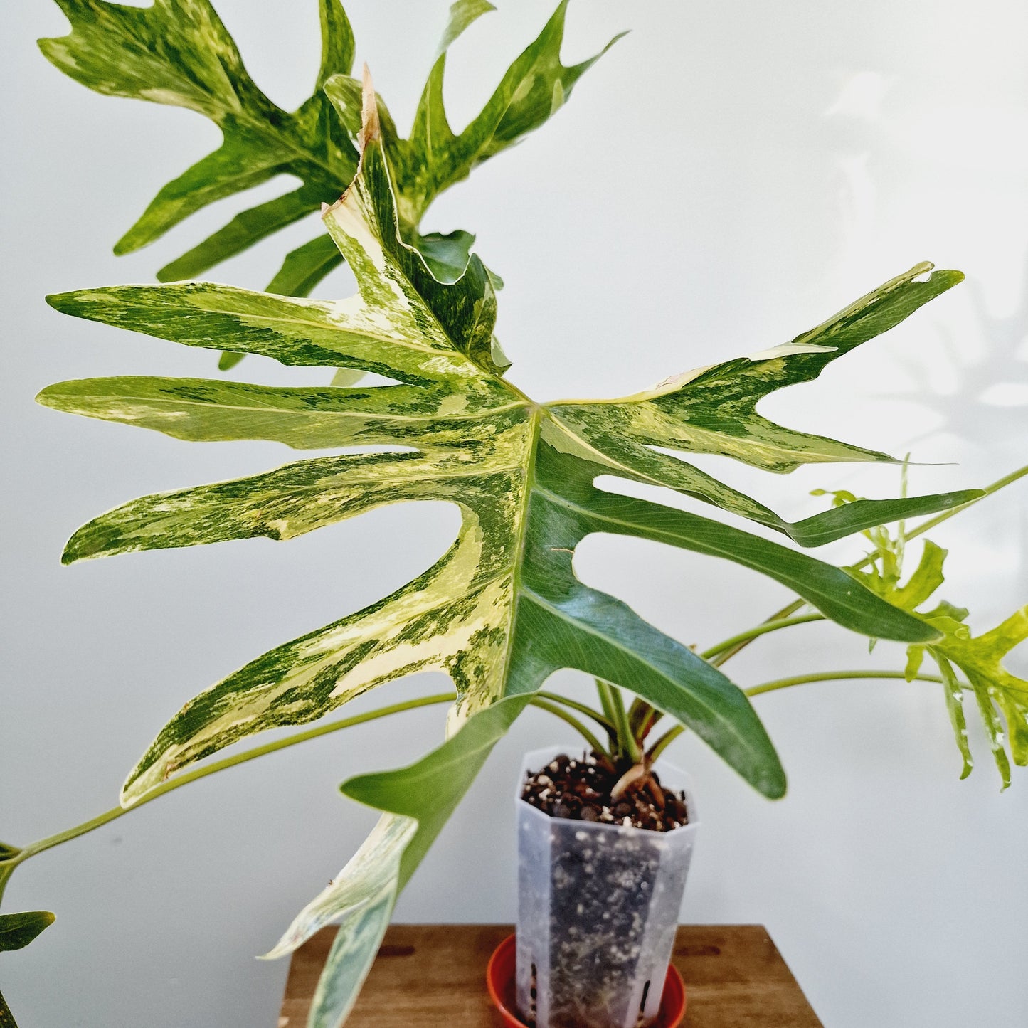 Thaumatophyllum Adamantinum Variegated Houseplant 12cm pot